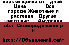 хорьки щенки от 35дней › Цена ­ 4 000 - Все города Животные и растения » Другие животные   . Амурская обл.,Сковородинский р-н